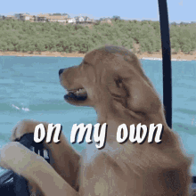 On My Own Dog GIF - On My Own Dog Captain Dog GIFs