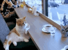 Cat Coffee GIF - Cat Coffee Bored GIFs