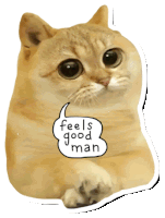 Catcoin Cat Memes Sticker