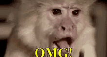 Omg GIF - Omg Monkey Oh My God GIFs