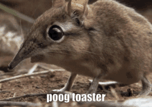 Poog Toaster GIF - Poog Toaster Poog Toaster GIFs