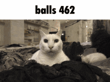 a white cat laying on a bed with the words balls462 written above it