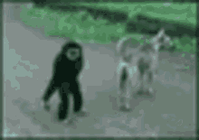 Monkey Annoying GIF - Monkey Annoying Run GIFs