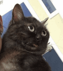 Funny Cat Face For Ivana GIF