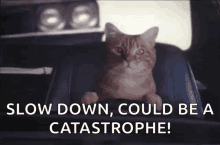 Cat Driving GIF - Cat Driving Kitty GIFs