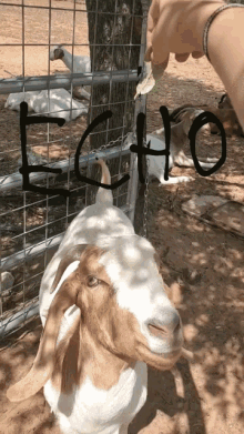 Goats GIF - Goats GIFs