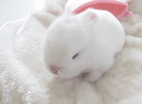 white baby bunnies