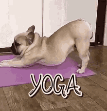 Yoga Downward Dog GIF - Yoga Downward Dog Stretches GIFs
