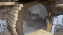 a chinchilla is sitting in a cage looking out of a hamster wheel .