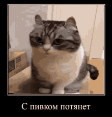 ржакабот котик GIF - ржакабот котик спивкомпотянет GIFs
