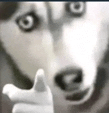 a close up of a husky dog pointing at the camera with its finger .