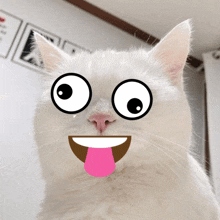 Confused Cat GIF - Confused Cat GIFs