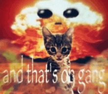 Gang And Thats On Gang GIF - Gang And Thats On Gang Cat GIFs