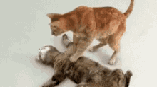 Im Dying Cat GIF - Im Dying Cat Revive GIFs