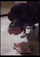 Dog Angry GIF - Dog Angry Jumpscare GIFs