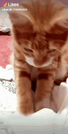 Cat Likee GIF - Cat Likee Massage GIFs