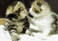 Kittens Kissing GIF - Kittens Kissing 子猫 GIFs