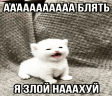 a small white kitten is sitting on a blanket with its mouth open