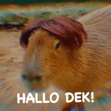 a guinea pig with a wig on its head and the words hallo dek