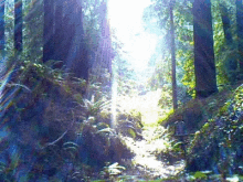 Forest Gump GIF - Forest Gump Sunny GIFs