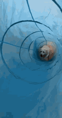 a small white dog is laying in a blue tunnel