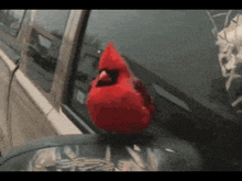 a red cardinal perched on top of a car
