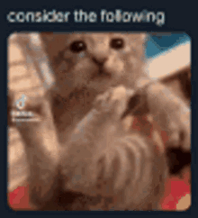 Consider The Following Cat GIF - Consider The Following Cat Cats GIFs