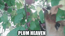 woolish plum