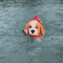 Swimming Puppy GIF
