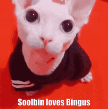 Soolbin Loves Bingus GIF - Soolbin Loves Bingus GIFs