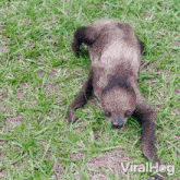Crawling Viralhog GIF - Crawling Viralhog Approaching GIFs