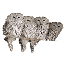 owlets owls bird cute four birds