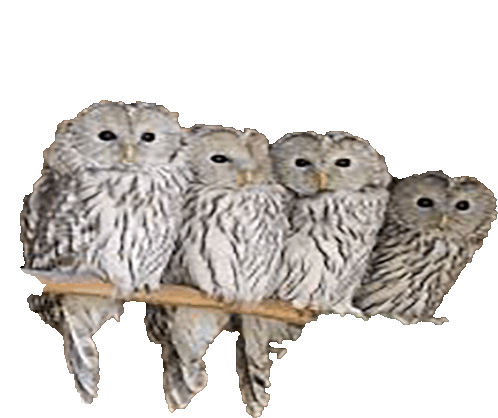 Owlets Owls Sticker - Owlets Owls Bird Stickers