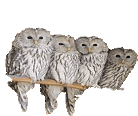 Owlets Owls Sticker