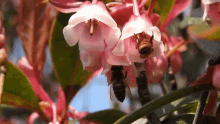 Bee Flowers GIF - Bee Flowers Nectar GIFs