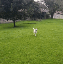 Dog Catch GIF - Dog Catch Ball GIFs
