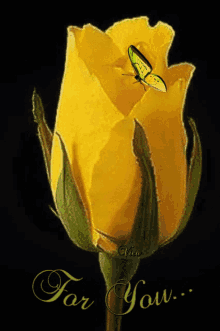 Butterfly Yellow GIF - Butterfly Yellow Rose GIFs