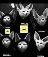 a group of foxes wearing black hoodies with sahara written on them