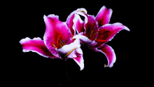 Flower Bloom Flower GIF