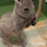 Cleaning My Nose Eastern Grey Kangaroo GIF - Cleaning My Nose Eastern Grey Kangaroo Viralhog GIFs