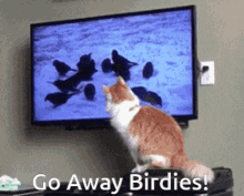 Birds Cat GIF - Birds Cat Go Away Birdies GIFs