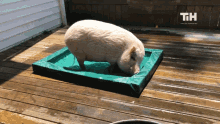 Bathing This Is Happening GIF
