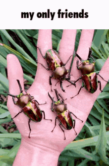 beetle friends