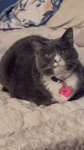 Seishe Cat Pepper GIF - Seishe Cat Cat Pepper GIFs