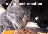 My Honest Reaction Cat GIF - My Honest Reaction Cat Live GIFs