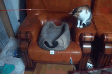 Cat Goes Fishing For Another Cat GIF - Cat Fish Play GIFs
