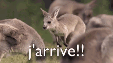 haikono kono arrive jarrive kangourou