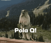 Polaq Polaquququ GIF - Polaq Polaquququ Beaver GIFs