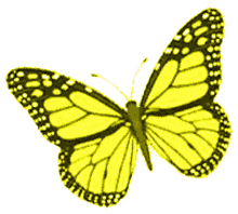 borboletas butterflies beautiful fly