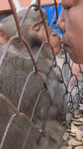 a monkey behind a chain link fence is licking a person 's face
